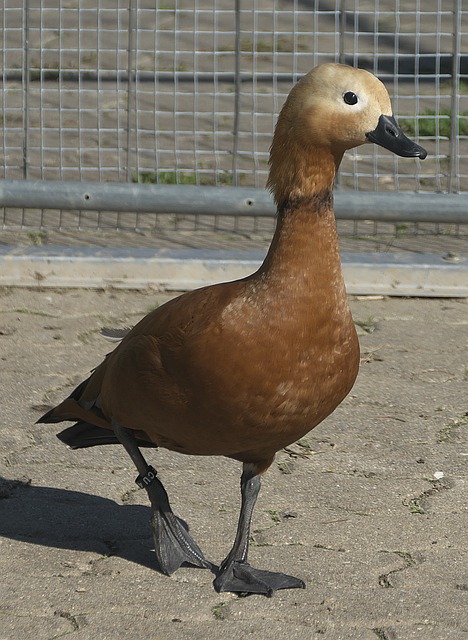生观的